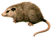 Possum a/k/a Full-Course Meal